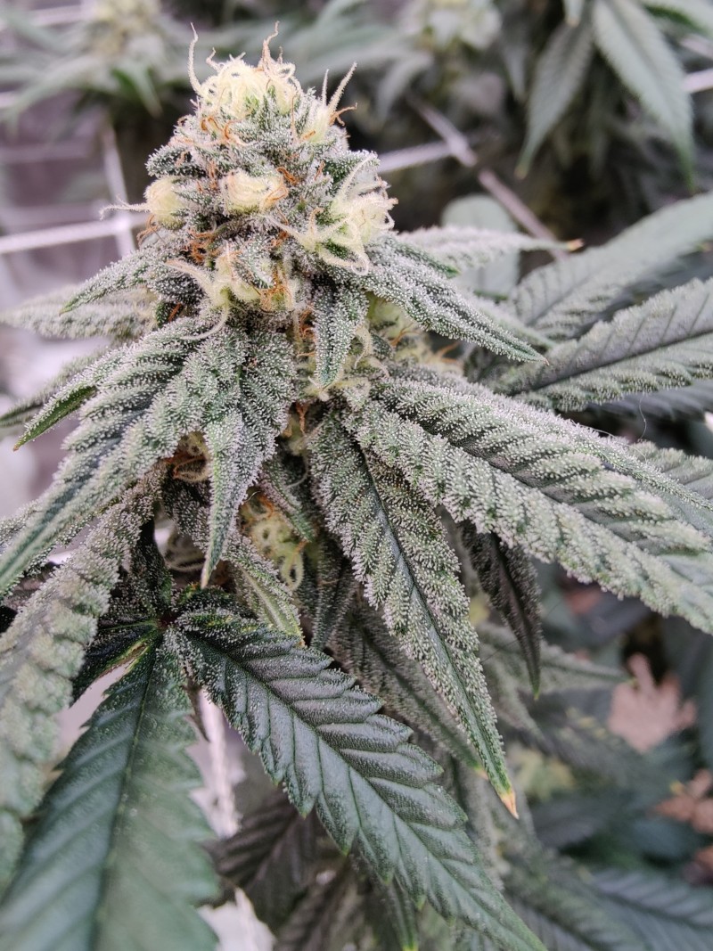Gushers x Papaya