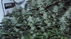 frontroom and drobes 11 04 23 010