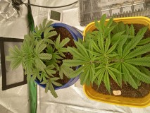 IMG_20230412_115748082_HDR
