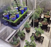 Veg