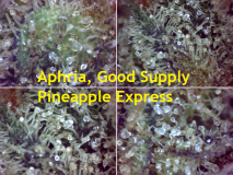 3 - Photo - SQdC, Aphria, Good Supply, Pineapple Express [640x480]