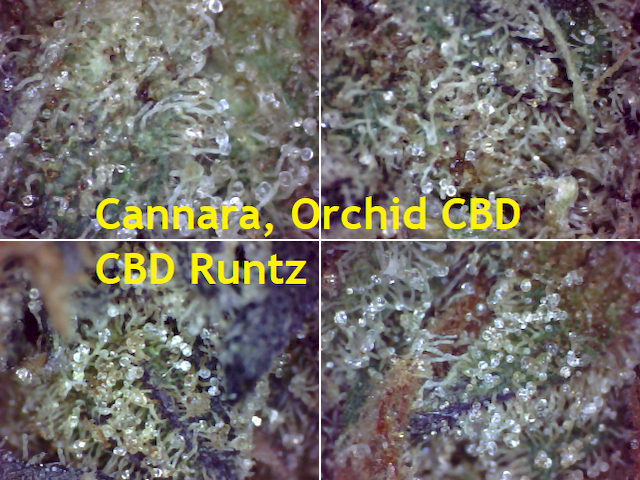 1 - Texture - SQdC, Cannara, Orchid CBD, CBD Runtz [640x480]