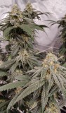 Sugar Floss