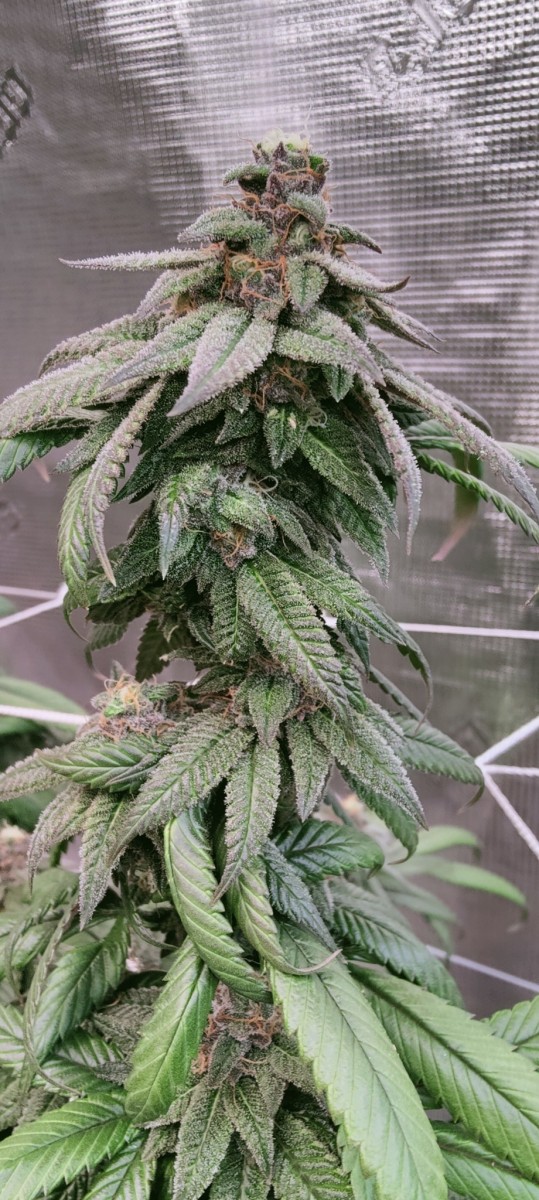 Sour Banana Cookies Trellis 2