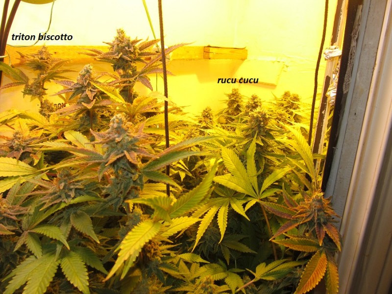 53 days bloom (1)