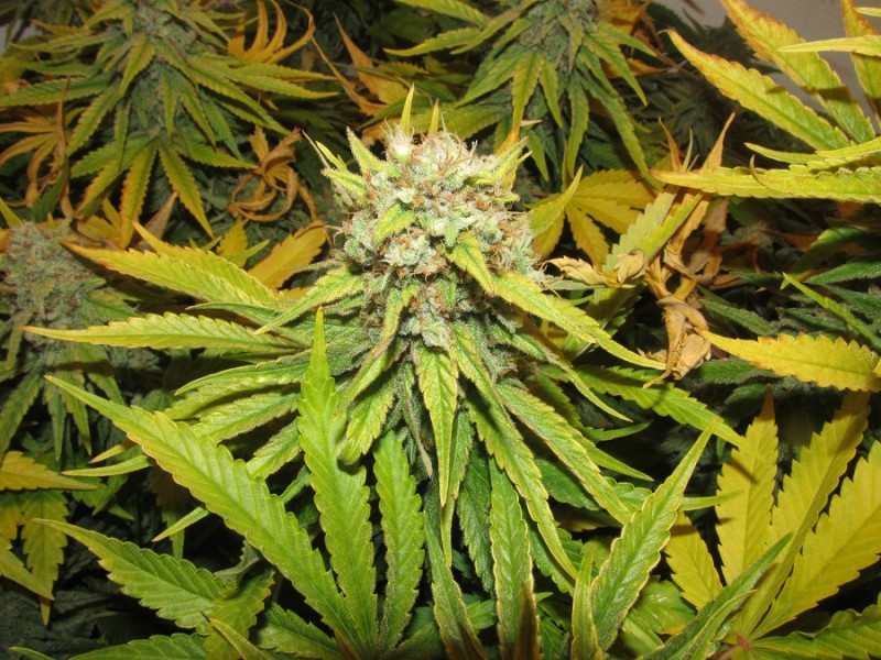 53 days bloom (2)