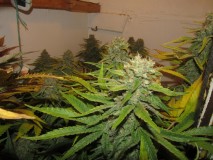 53 days bloom (5)