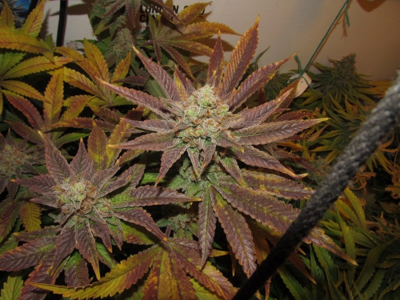 53 days bloom (6)
