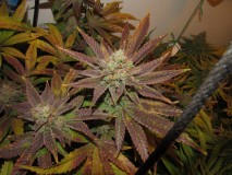 53 days bloom (6)