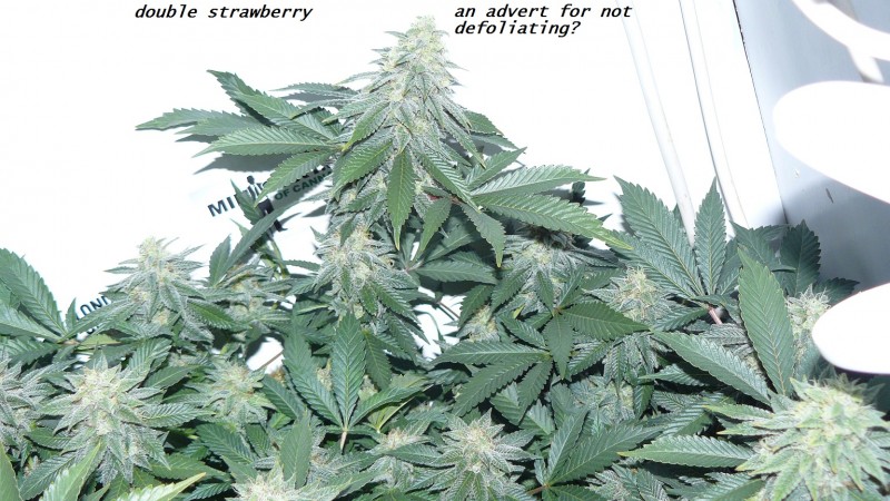 drobes 16 04 23 014