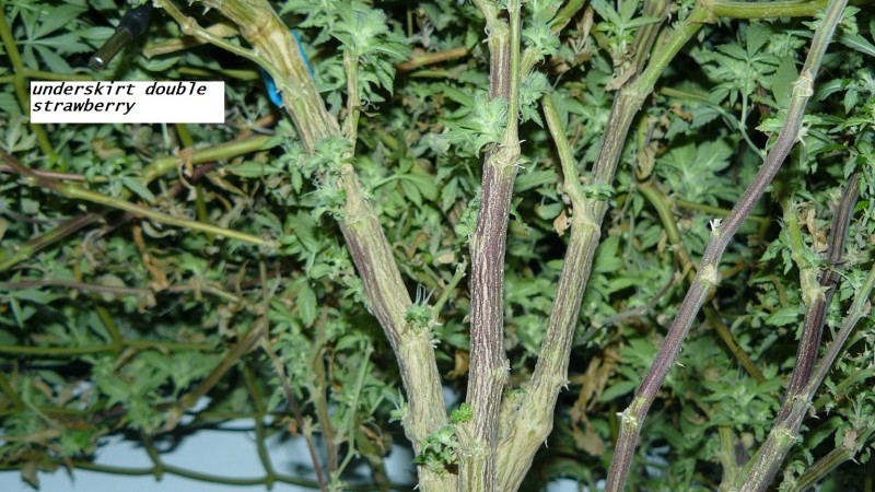 drobes 16 04 23 015