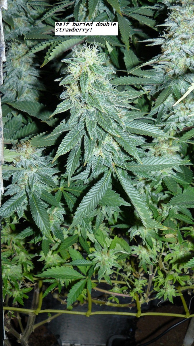 drobes 16 04 23 037