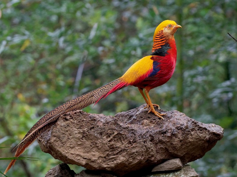 goldpheasant