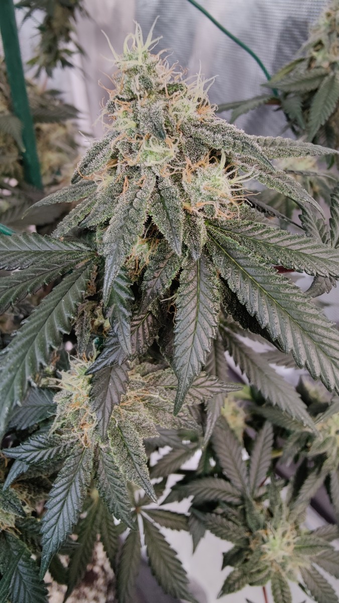 Romulan