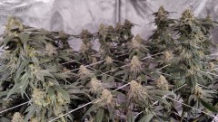 Sugar Floss