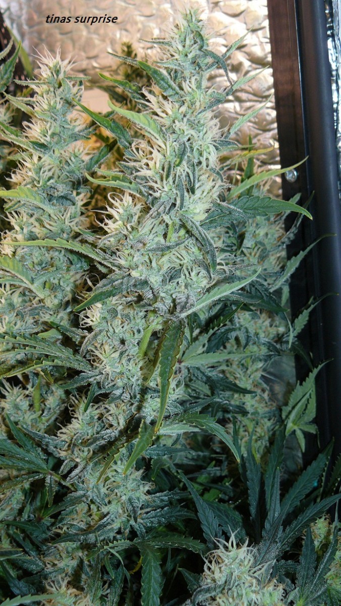 drobes 19 4 23 049