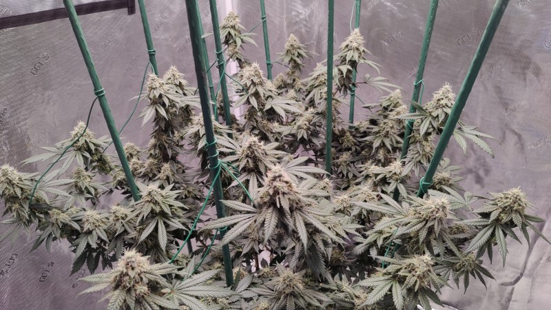 Romulan day 53
