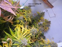 60days chop (1)