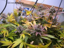60days chop (2)