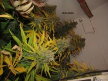 60days chop (3)