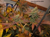 60days chop (4)