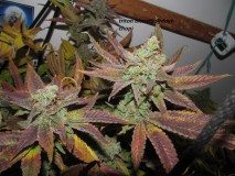 60days chop (5)