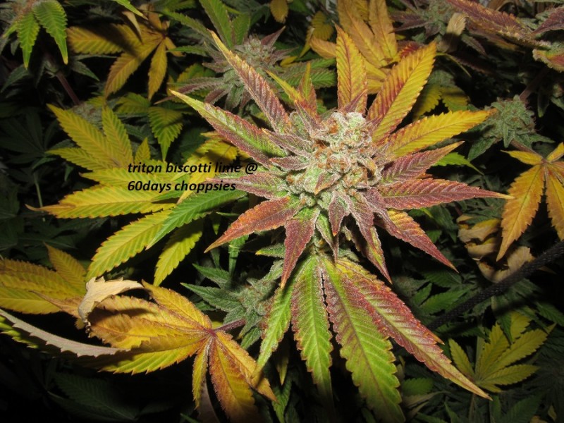 60days chop (6)