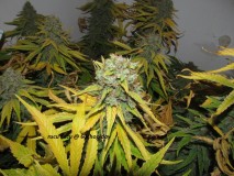 60days chop (9)