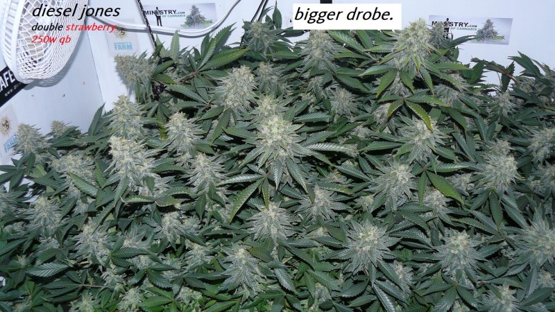 drobes 22 04 23 001