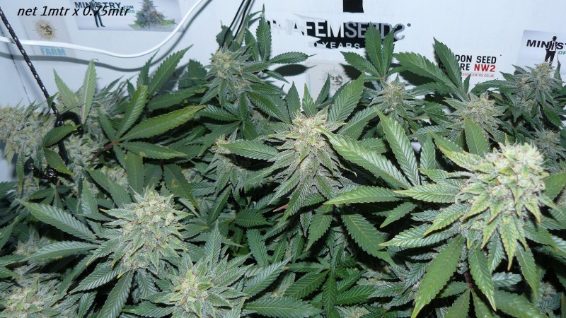 drobes 22 04 23 018