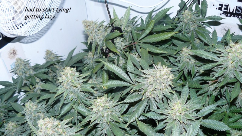 drobes 22 04 23 019