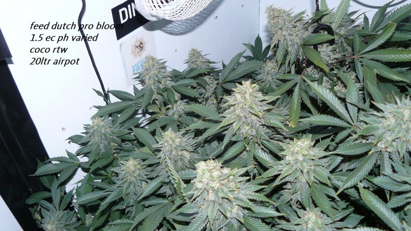 drobes 22 04 23 020