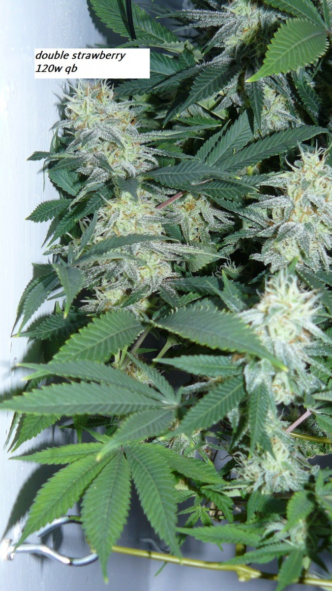 drobes 22 04 23 031