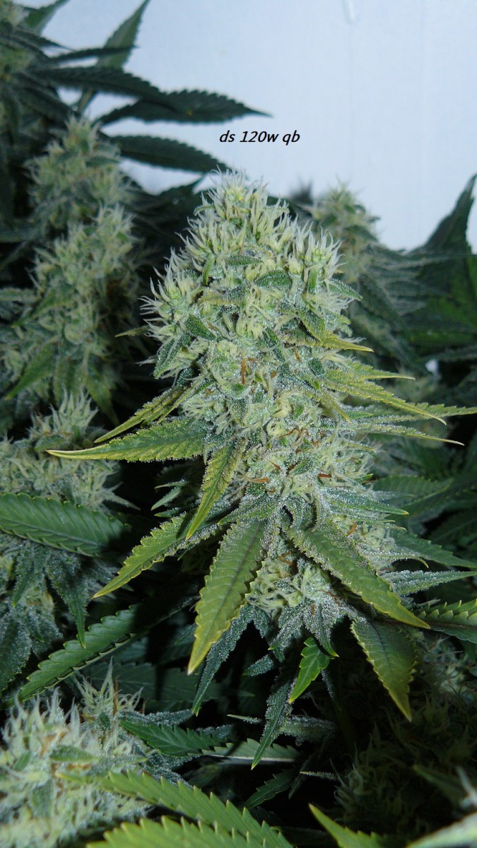 drobes 22 04 23 034