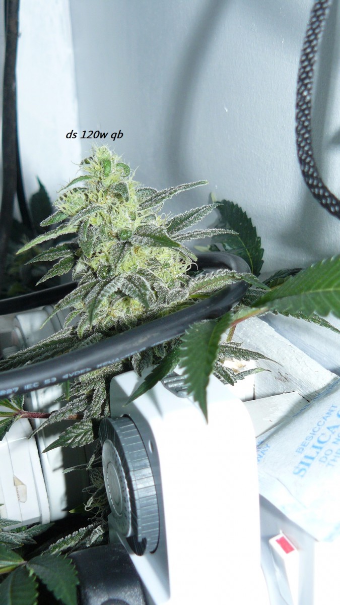 drobes 22 04 23 041