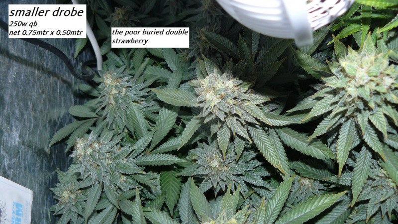 drobes 22 04 23 042