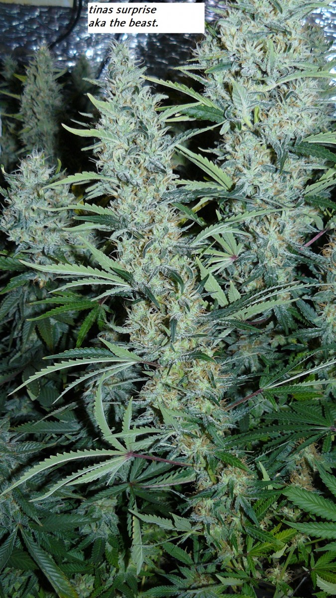 drobes 22 04 23 044