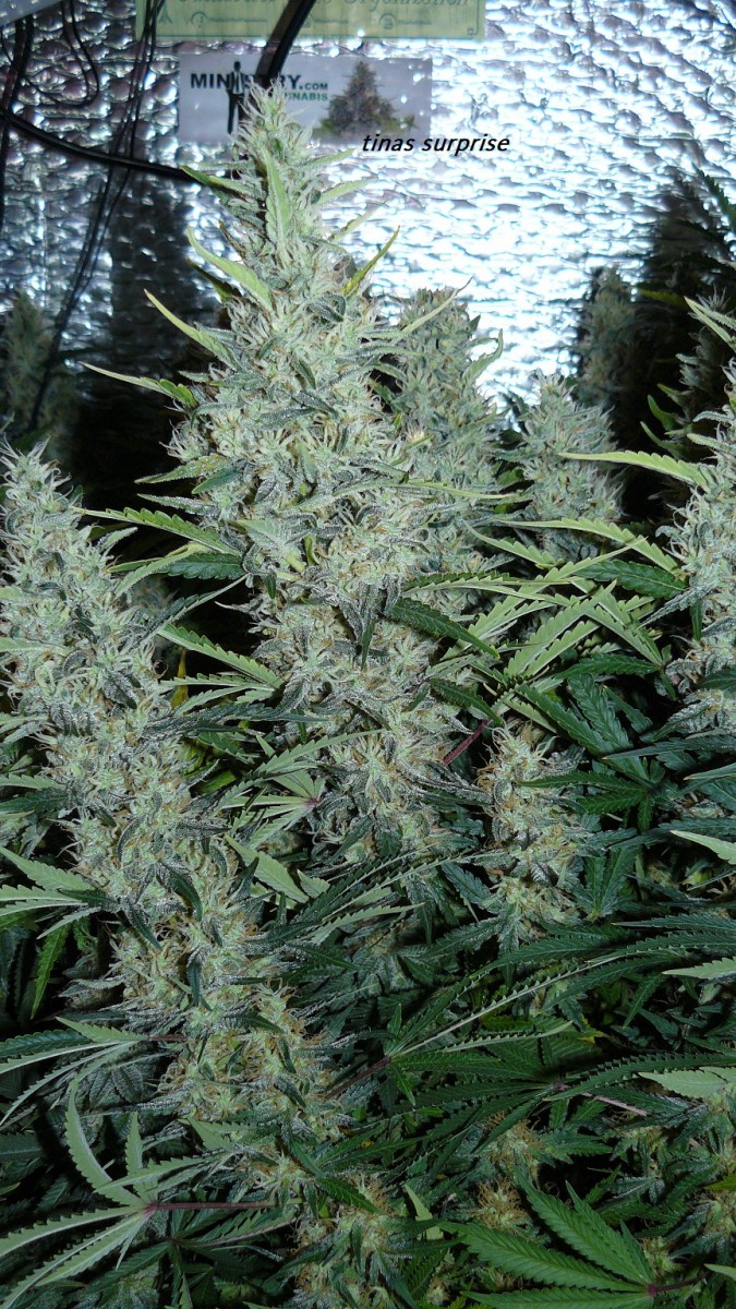 drobes 22 04 23 045