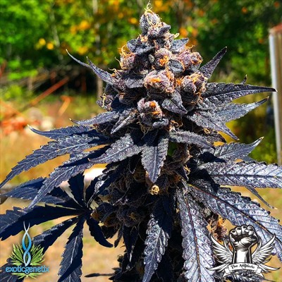 attitude-exoticgenetics-jet-a