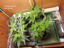 week 1 veg (2)