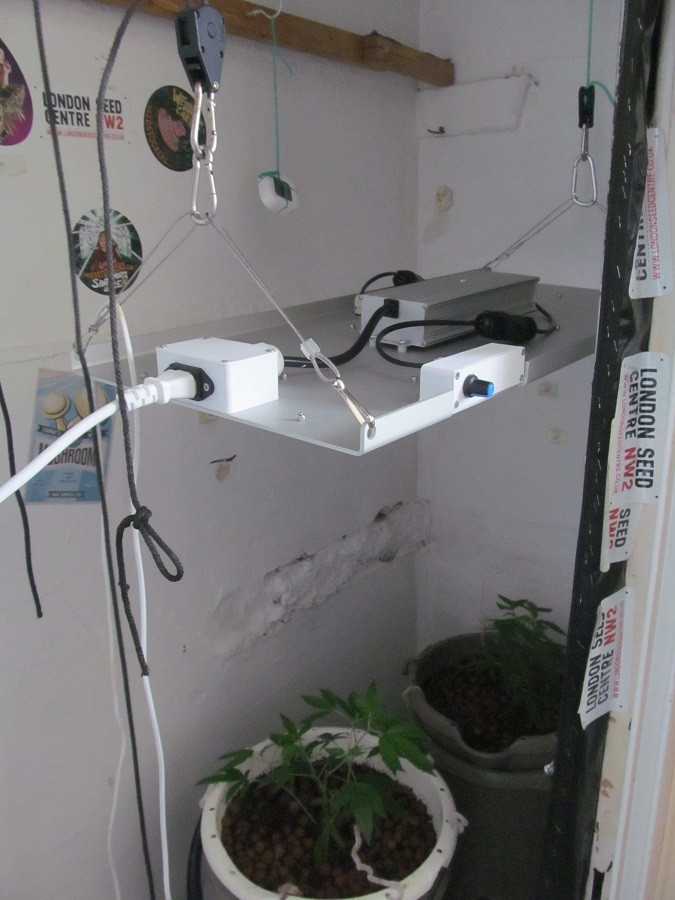 week1 veg (3)