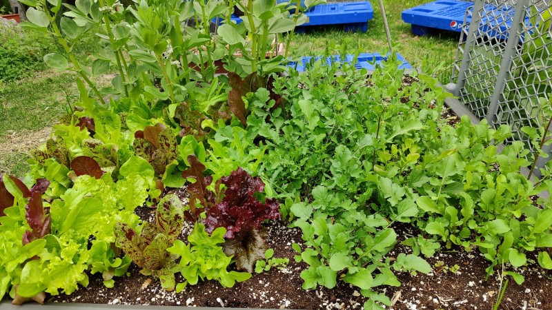 Salad