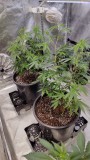 GG#4 (Josey Wales)