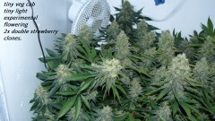 drobes nearly there! 017