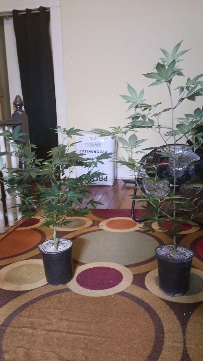 Romulan