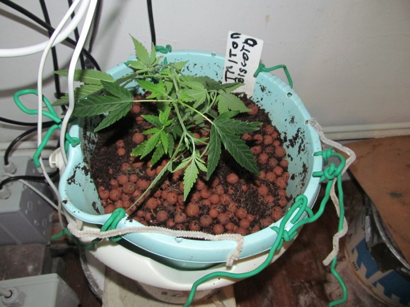 w1 veg (12)
