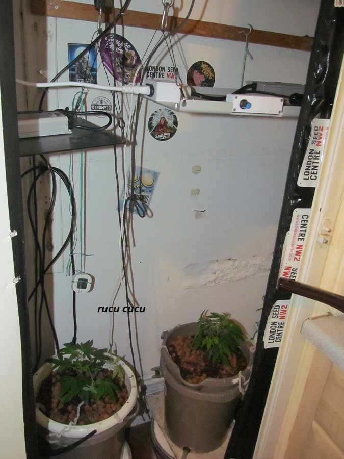 w1 veg (15)