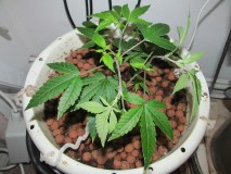 w1 veg (14)
