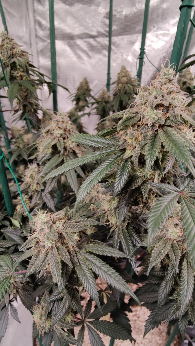 The Romulan