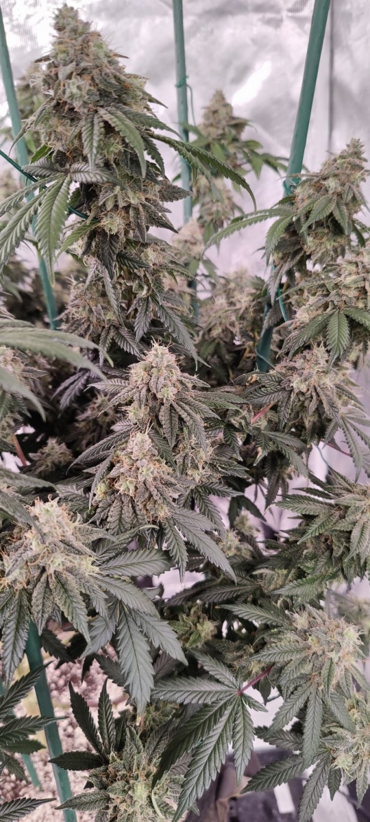 Romulan